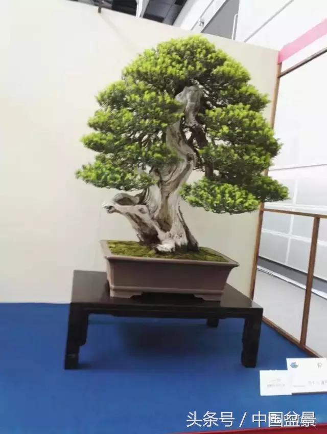 现在什么盆景最有前景,盆景创业未来前景如何