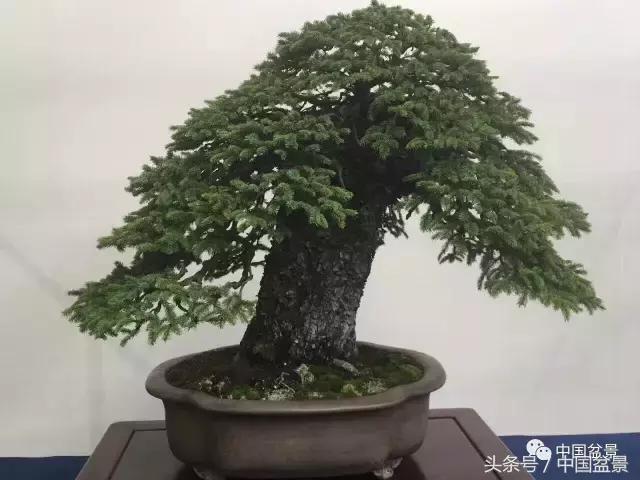 现在什么盆景最有前景,盆景创业未来前景如何