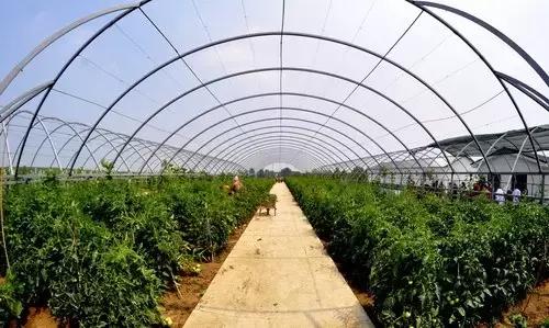 西安3月底周边赏花踏青一日游,武汉踏青自驾一日游推荐