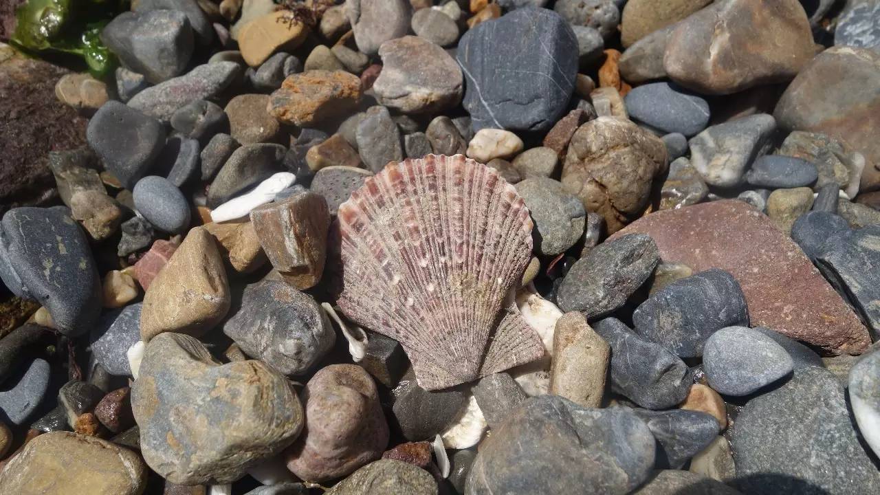 大连东北路有什么好玩的,大连哪里的海岸好玩