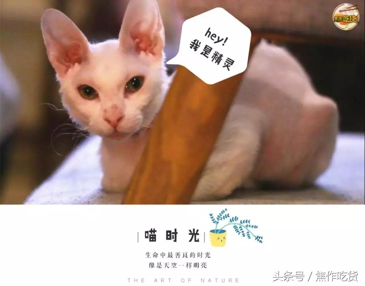 焦作推荐猫咖,焦作新区猫咖