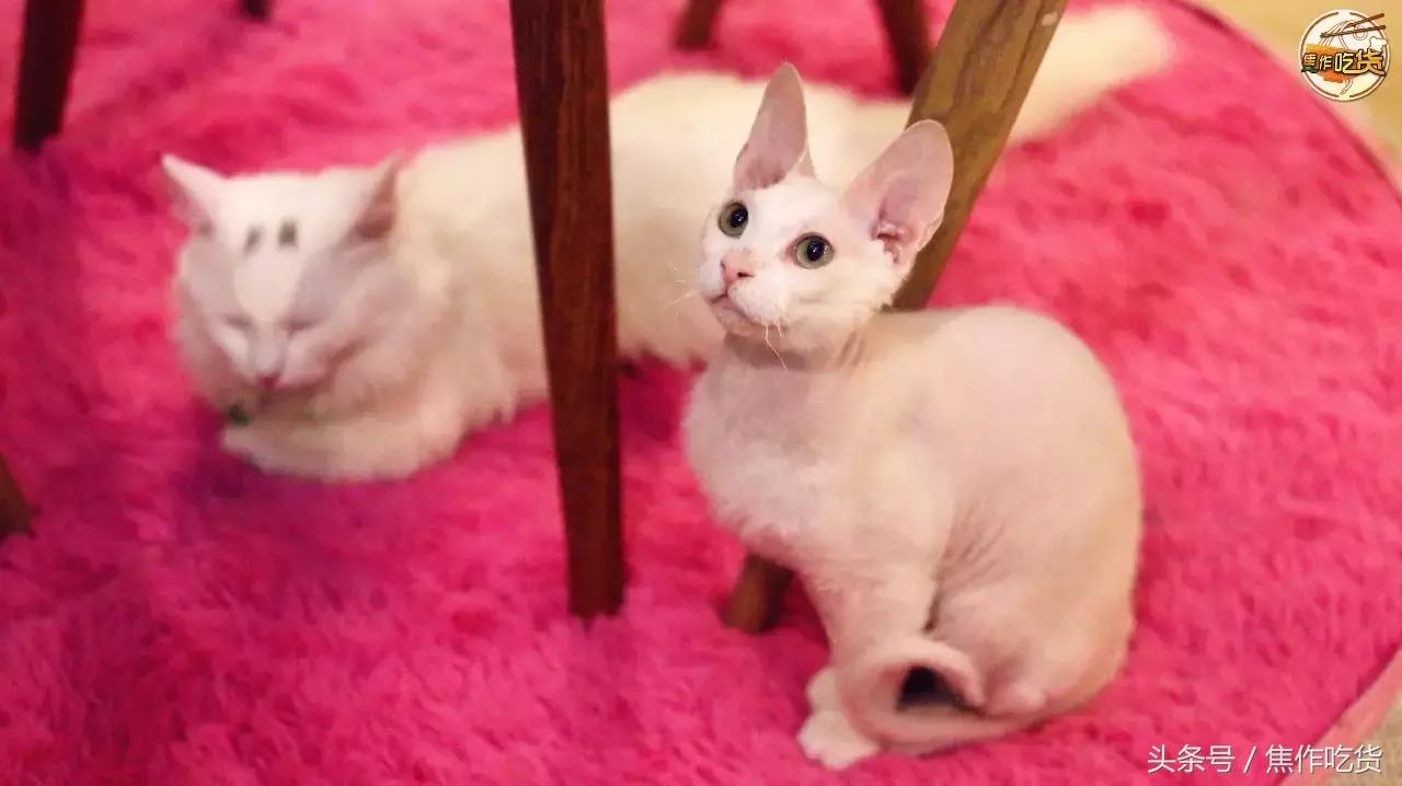 焦作推荐猫咖,焦作新区猫咖