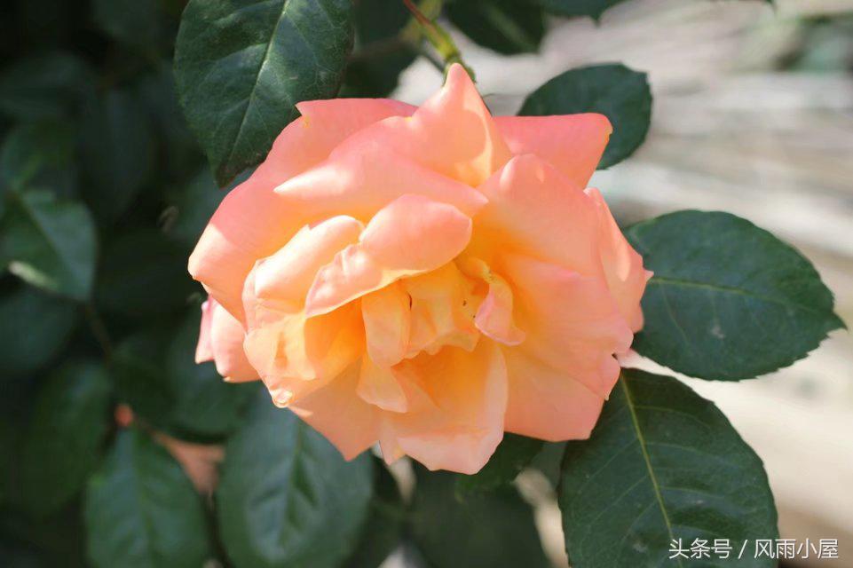 扬州花木市场,扬州阿波罗花木市场现在还在开吗