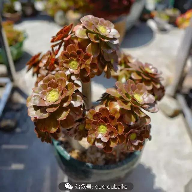 多肉新手入坑10大误区,多肉入坑法师