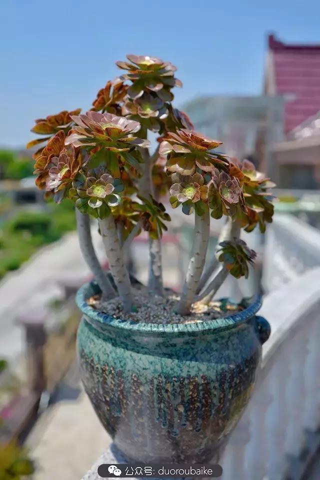 多肉新手入坑10大误区,多肉入坑法师