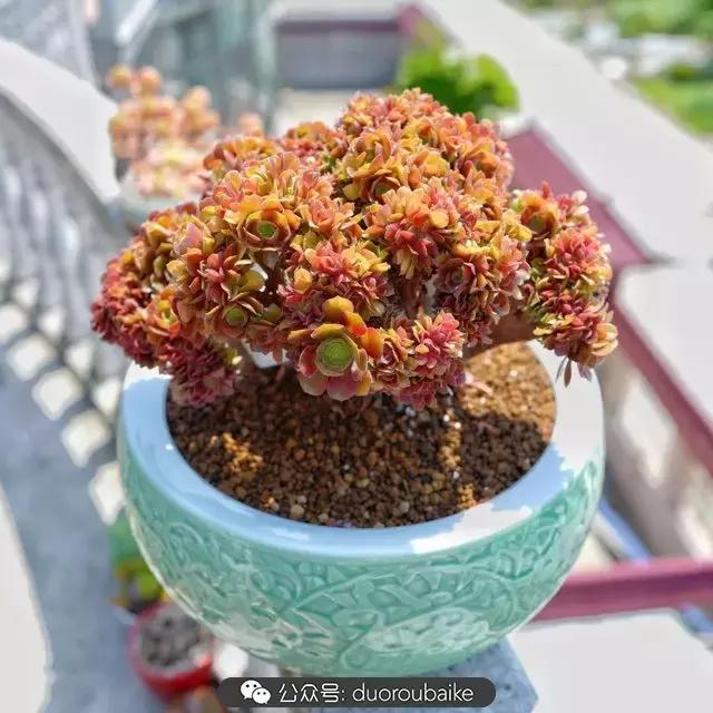 多肉新手入坑10大误区,多肉入坑法师