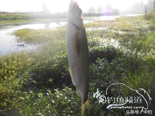 假日野钓鲫鱼,假日河边钓鲫鱼