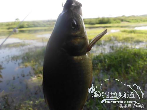 假日野钓鲫鱼,假日河边钓鲫鱼