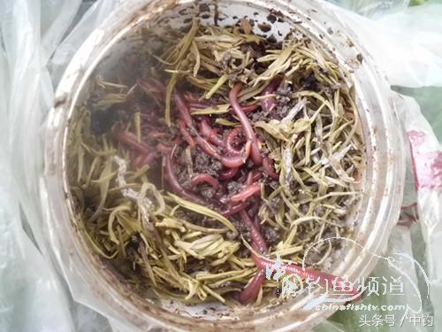 假日野钓鲫鱼,假日河边钓鲫鱼