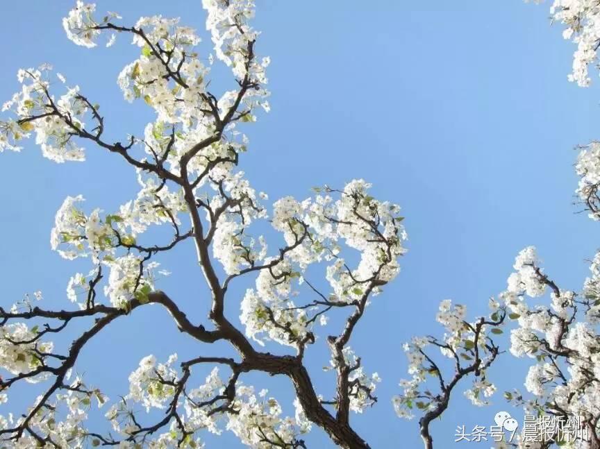 创文明城市特别策划：“我眼中最美春天”随后拍作品7