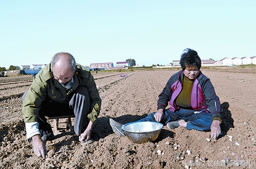 从“蒜你狠”到“蒜你玩”，蒜苔价格大跳水，丰收季成伤心季