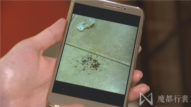 大面积白蚁怎么消灭最彻底,根治白蚁最简单有效的方法