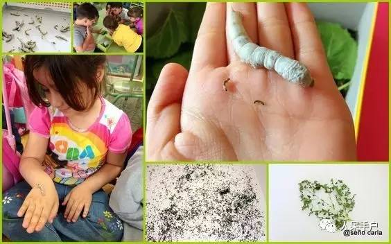 可爱的蚕宝宝怎么做,可爱的蚕宝宝
