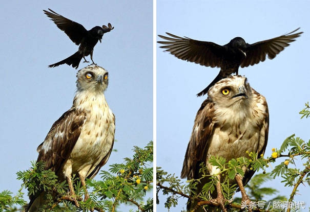 来！给鸦哥上支烟！