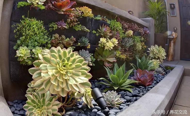多肉植物以前丢路边都没人要，为什么现在的年轻人抢着买？