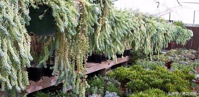 多肉植物以前丢路边都没人要，为什么现在的年轻人抢着买？