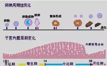 月经每月提前4至5天是卵巢早衰吗,月经短量少的人容易衰老吗
