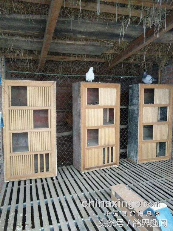 鸽子生出小鸽子后还要抱窝多久,鸽子怎么养抱窝多