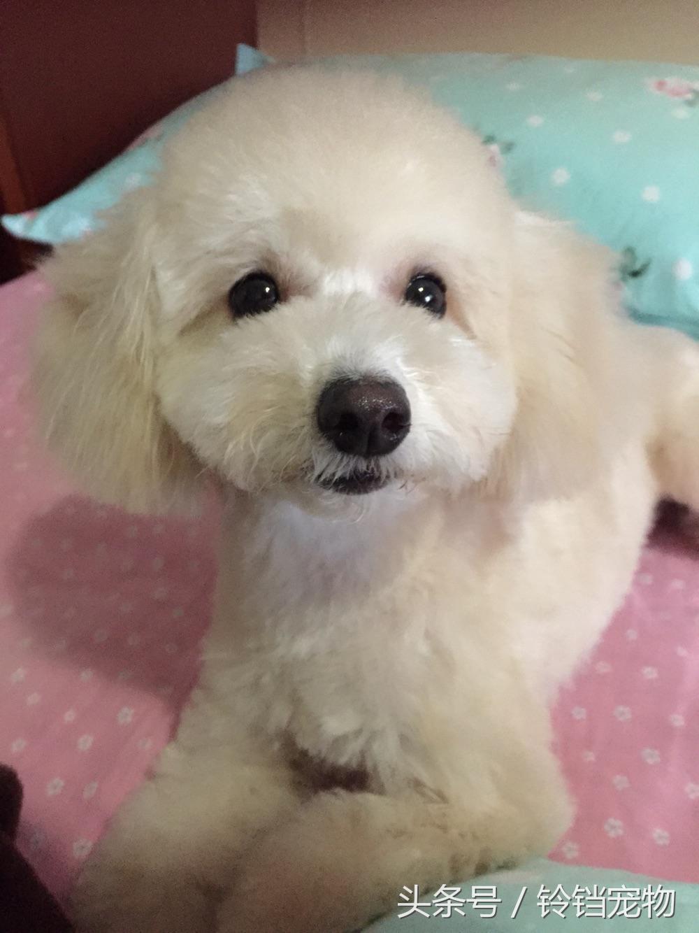 针梳拉毛 (针梳拉毛出红点子怎么办)