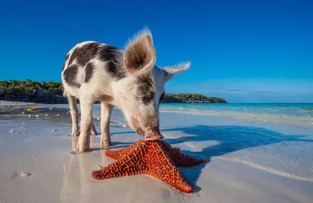 比马尔代夫便宜的小众海岛,马尔代夫免签好去处