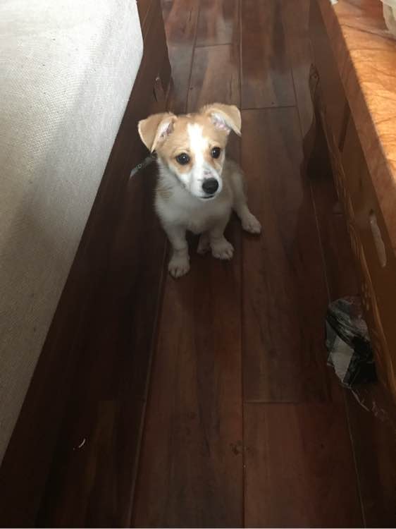 网上6000块买的柯基,市场价6000元的柯基