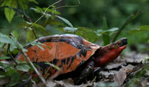 细说国龟之美五（黄额）