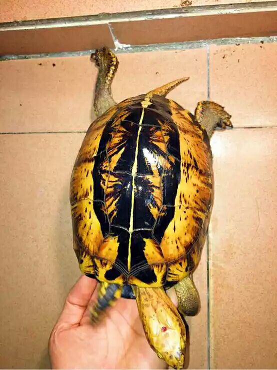 细说国龟之美五（黄额）