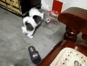 吃草能减肥的话,减肥从吃草开始