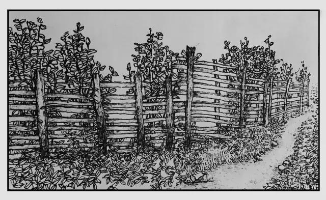 插画师迷狸：路过，停留