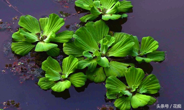 芙蓉莲怎么养才好,放到水里会开的荷花