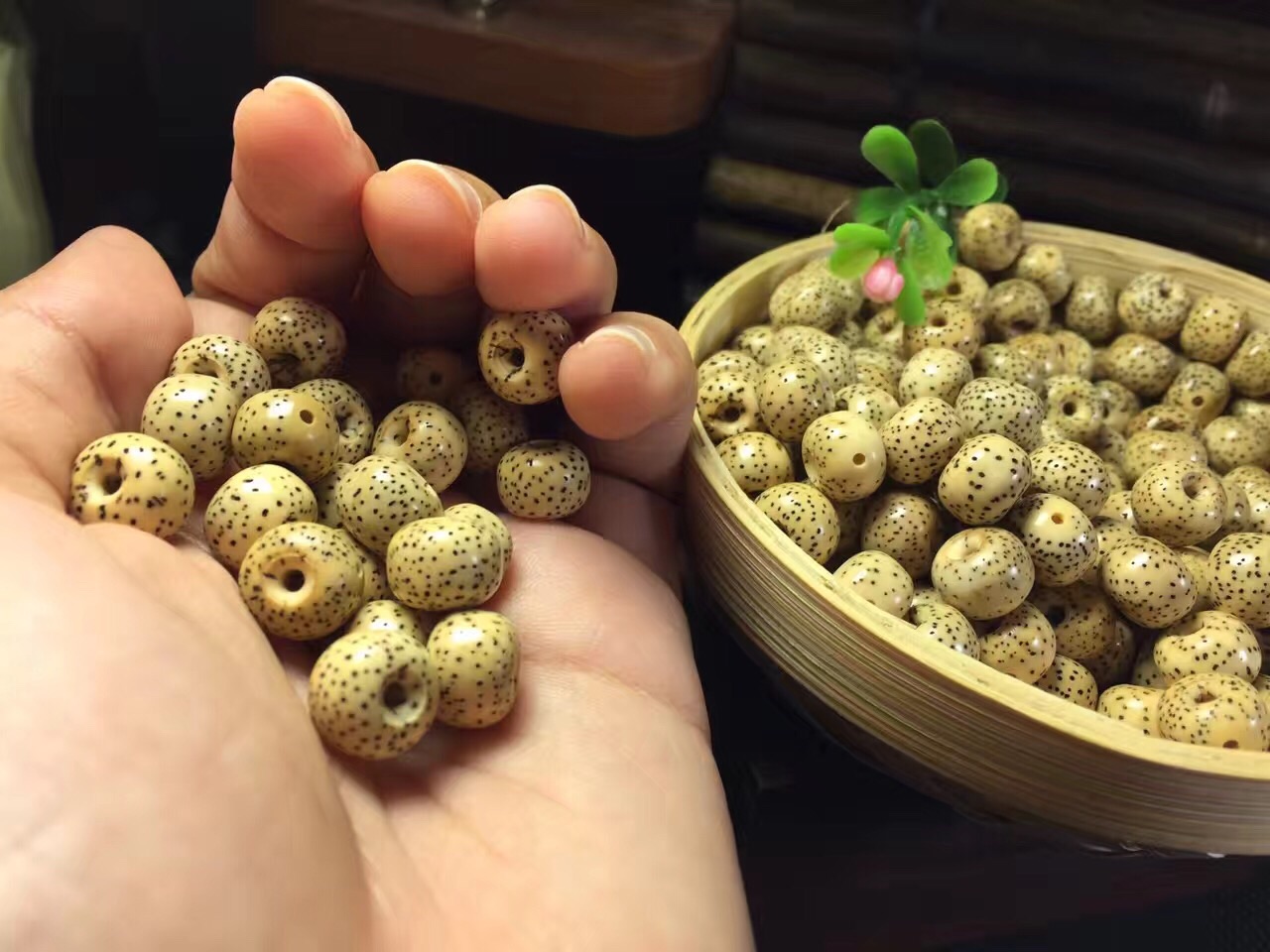 星月菩提陈籽玉化效果图,星月菩提陈籽为什么手感很干