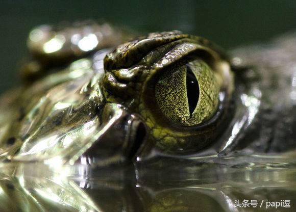 高清镜头下的眼睛看起真美,看眼睛猜动物你能猜对几个