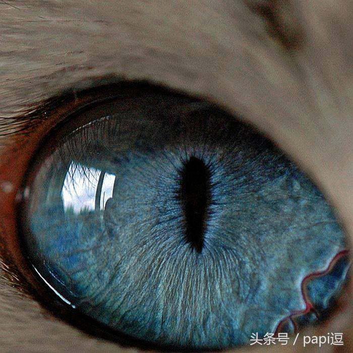 高清镜头下的眼睛看起真美,看眼睛猜动物你能猜对几个