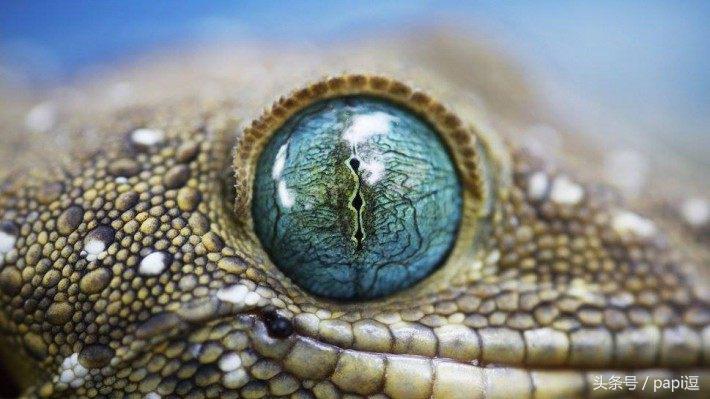 高清镜头下的眼睛看起真美,看眼睛猜动物你能猜对几个