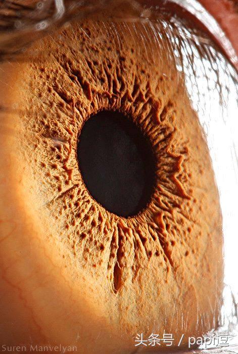 高清镜头下的眼睛看起真美,看眼睛猜动物你能猜对几个