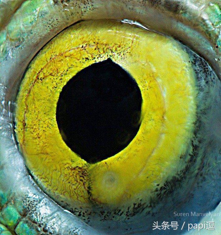 高清镜头下的眼睛看起真美,看眼睛猜动物你能猜对几个