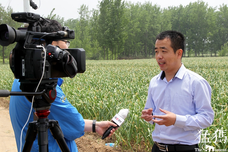 山东300吨大蒜支援,大蒜20万吨订单