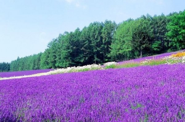 我怎么敢倒下我身后空无一人,我累了想倒下但身后空无一人