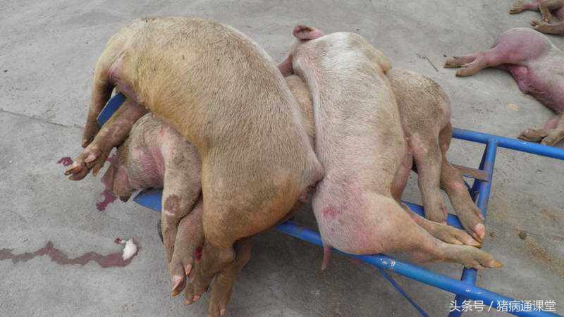 老师你好，请以猪的拉稀和咳嗽为例，讲一下猪病的对症治疗？