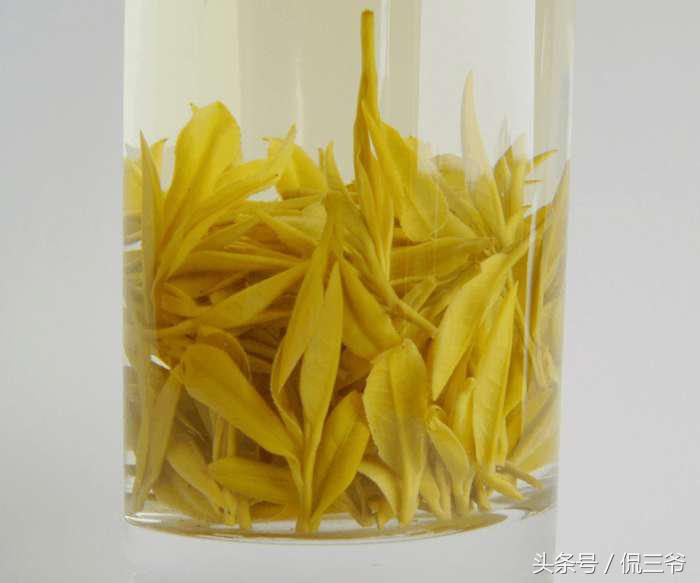 黄金芽茶叶是什么茶叶做成的,黄金芽茶叶特点是什么样的