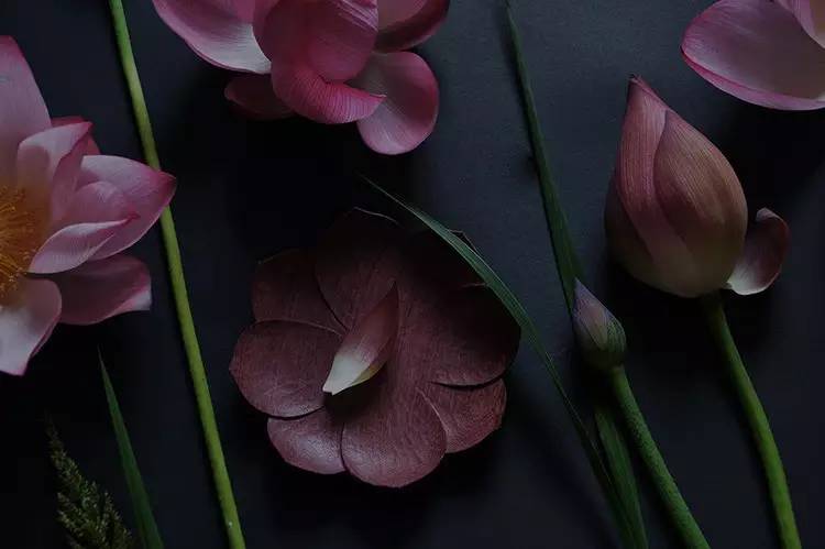 吃喝什么茶才能减肉肉 (解决夏季便秘最好的茶)