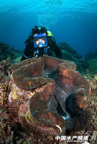 螺钿大柜以前是用砗磲做的吗,古代的海洋珍宝玳瑁