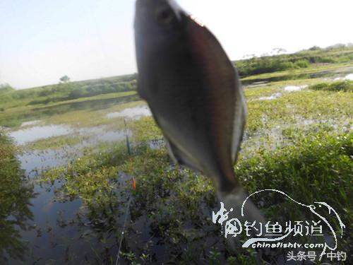 假日野钓鲫鱼,假日河边钓鲫鱼
