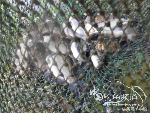 假日野钓鲫鱼,假日河边钓鲫鱼