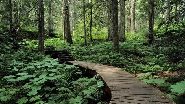 万万没想到，PM2.5二次生成，树木也有“贡献”