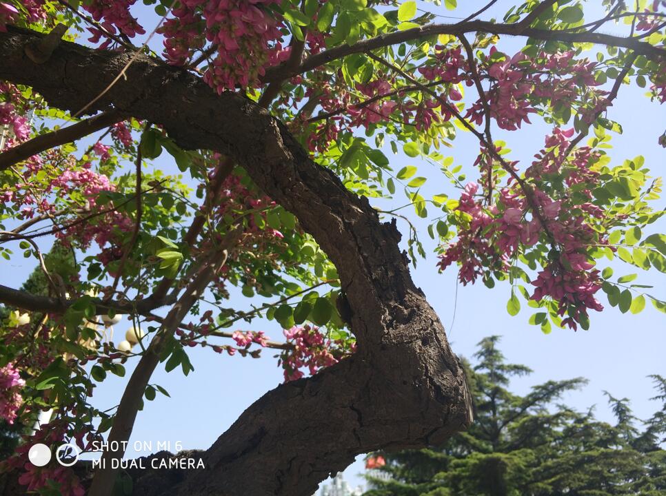 小米6拍照对比,小米6拍照水平