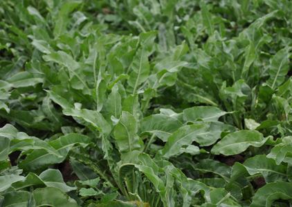 2023年药材最新价格行情,2020年1月25日中药材市场行情