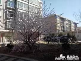 创文明城市特别策划：“我眼中最美春天”随后拍作品7