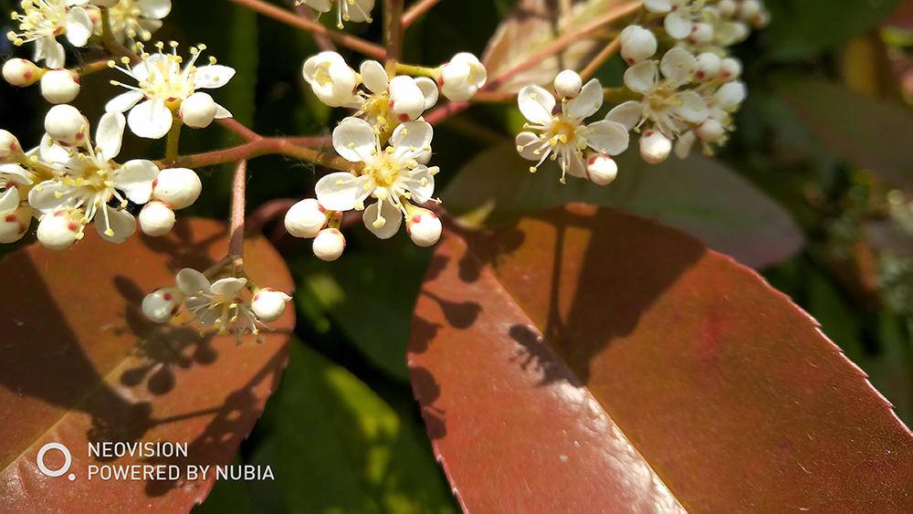 努比亚z17mini最好用的系统版本,努比亚手机z17mini测评