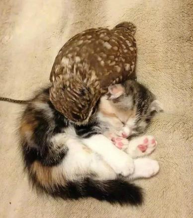 被哈士奇带大的狼，丧失狼族尊严，在家里经常被猫咪暴打